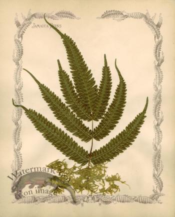Jamaican Fern 09